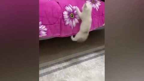 lovely funny cat kitten