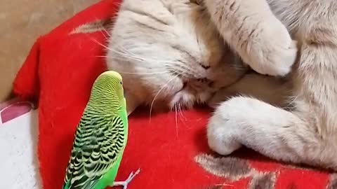 Кот и птица, милые животные #81