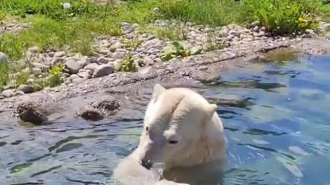 watch the bear swimming in the pool