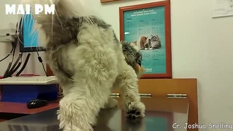 Funny Dogs Reaction To Vet Will Make You LAUGH More Than You Should!