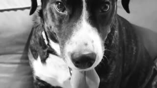 Black and white video of dog sitting on couch breathing