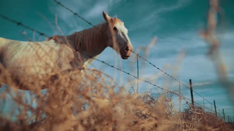 Beautiful horse in the field near the fence.