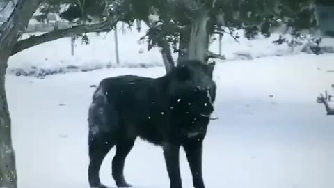 A black wolf that we are not used to seeing, living in the highlands of Asia.
