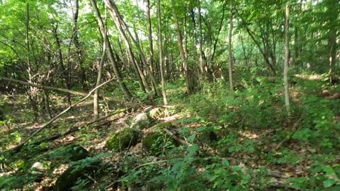 Gatineau Hills Park - Thursday June 20th 2024