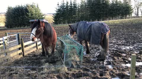 Two young horses playing in the fields