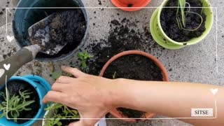 Repotting plants and tips how to use pine cones | Sitse