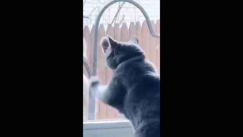 Funny animal videos 2024 🤣 - Funny cats/dogs - 😂 Funny animals