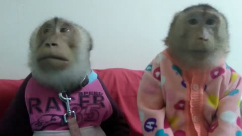 Monkey couple enjoy snack before bed