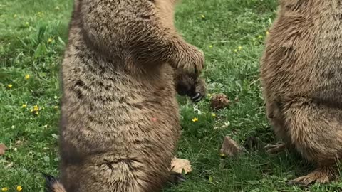 18 #What to shoot today #Wonderful animal world #Groundhog marmot eating carrot