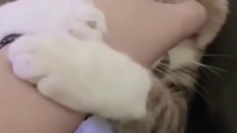 Cute funny Cate video #cutefunnycate #funnyvideo #funnycate