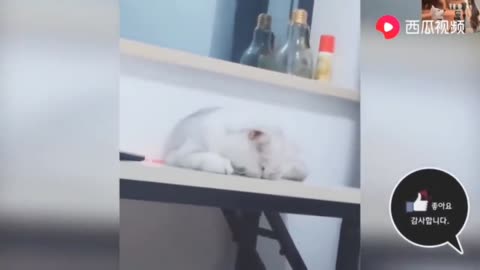 The cat instantly fell asleep at the sight of the hostess