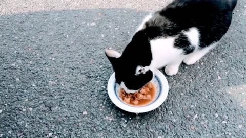 Beautiful Cat Eating - Funny Cat Eating - Eating Foods #cat #cateating #catrelaxingmusic