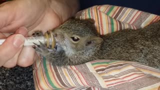 Squirrel Baby Jules