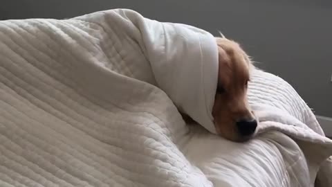 Lazy Golden Retriever refuses to get out of bed