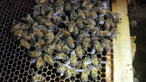 Why Are Your Honey Bees Dying? Here's The Truth!