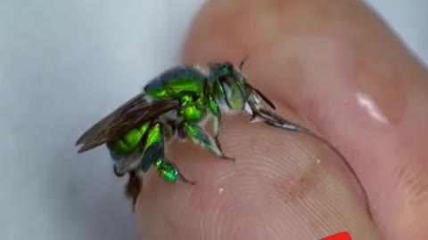 Langue d'abeille verte,green bee