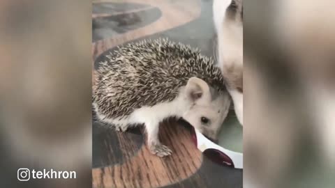 Hedgehog and Cat Drinks Milk Together