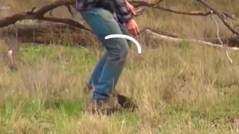 man rescues dog from fierce kangaroo 😂😂