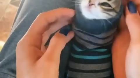 Adorable kitten loves wear clothes after