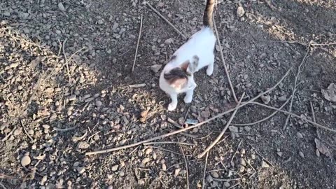 The chickens took the cat's food. Poor cat