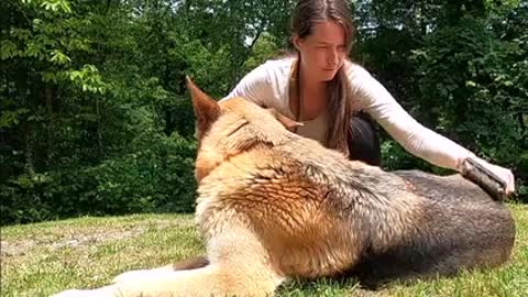 Video Of Woman Petting Dog