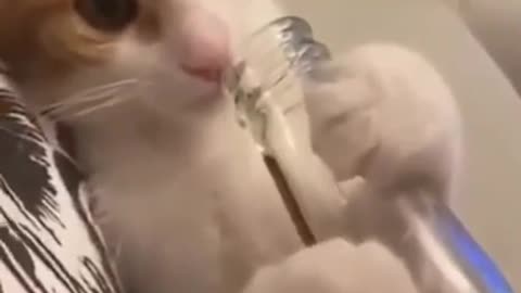 Cat want beer