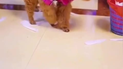 Top Funny Cute Dog Videos and TIKTOK Compilation