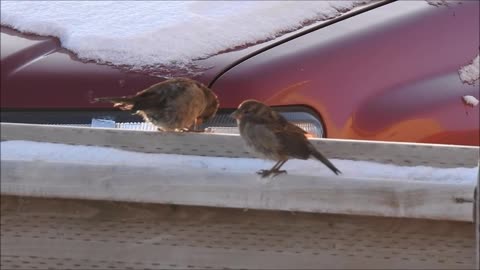 Birds Out Enjoying the Nice Weather