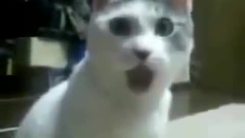 surprised cat 2021