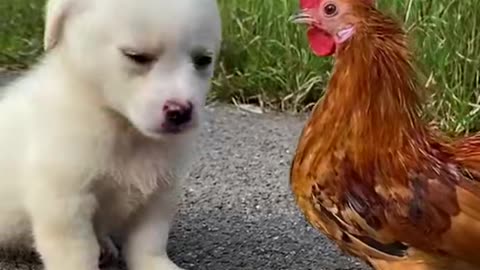 Rooster vs Parrot🤣
