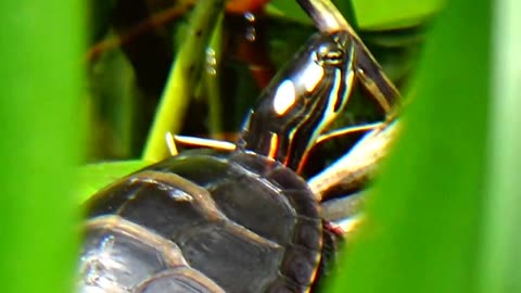 Painted Turtle