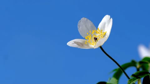 Rain sound with beautiful flower