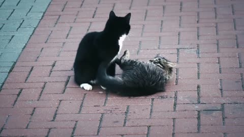 cute kittens playing on the street