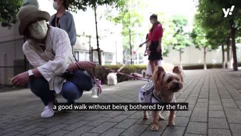 Japanese company designs cooling fan for pets