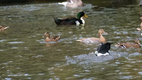 Seeing waterfowl is a very beautiful thing