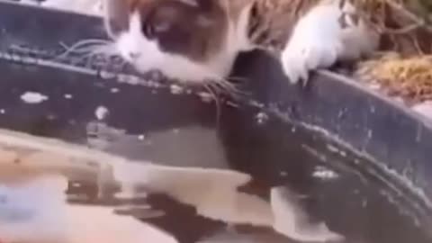 Funny Cat Videos 07 - You will Laugh So Hard 🤣