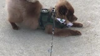 Brown dog downwards dog driveway leash green vest