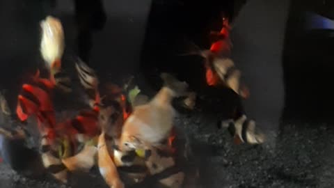 barbus fish eating