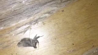 Moth trying to fly spins around in circles like breakdancing