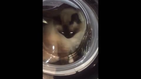 Woman finds curious cat hiding in her washing machine