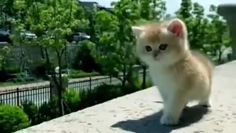 Cute cat walking on the roof rail