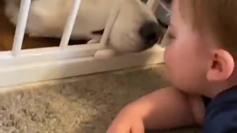 Husky_&_Baby_Becoming_Best_Friends!_#shorts(360p)