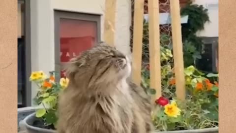 Funny cat video