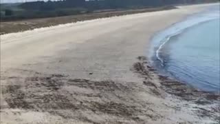 Deer Runs Across Empty French Beach For Swim In Ocean