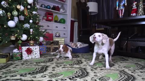 Happy Dogs Get HUGE Ball Pit for Christmas! Cute Dogs , Potpie & Penny Christmas Surprise