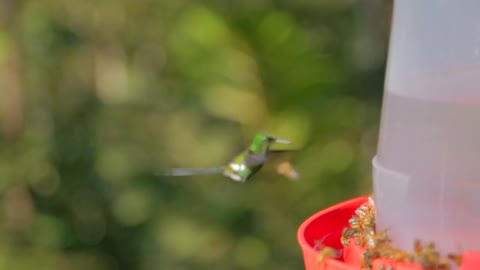 A-hummingbird-flying