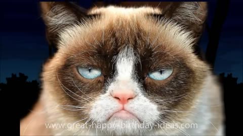 Grumpy Cat Happy Birthday(too funny)