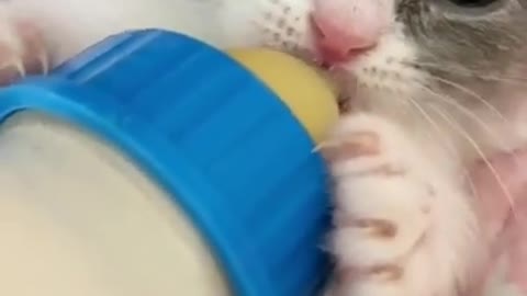 My Cute 😸🐾Baby Kitten Cat is Feeding The Milk _ Baby Cute Cats Videos