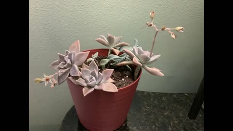 Ghost Plant/Graptopetalum Paraguayense