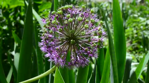 Flower growing within tall grass